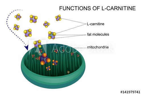 l-carnitine transports fat molecules into the mitochondria